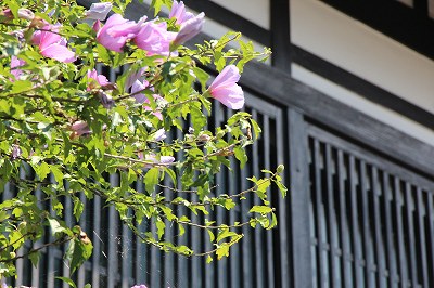 川魚料理 りんどう 60歳からの金沢外食日記